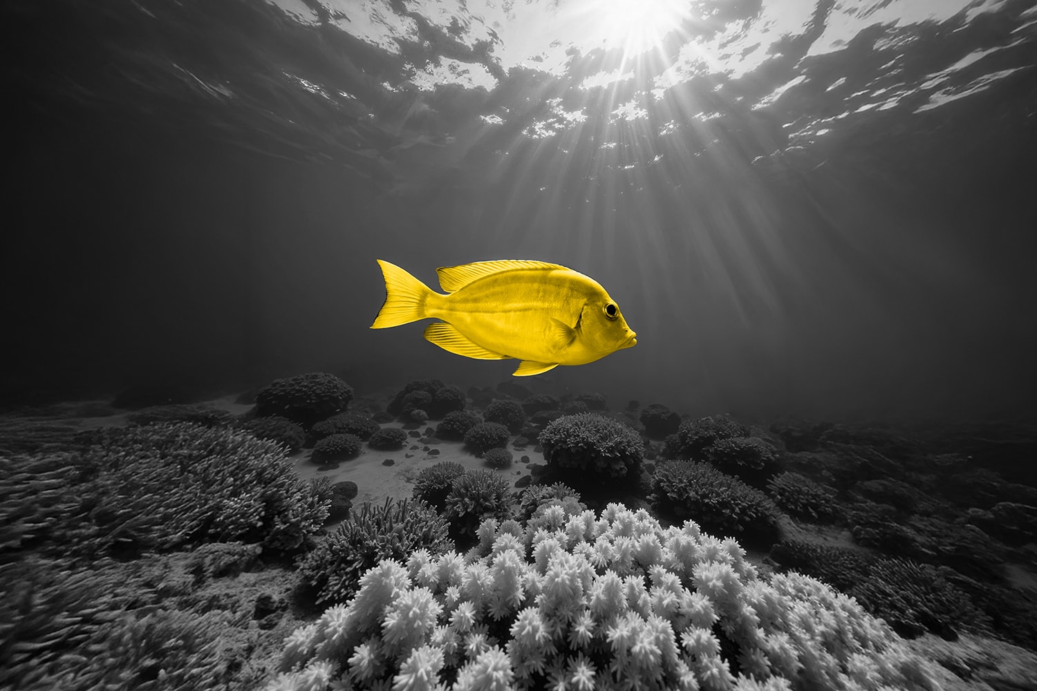 Il potenziale inespresso blue economy