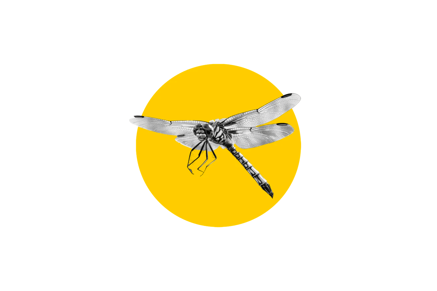 libellula_1500x1000.png