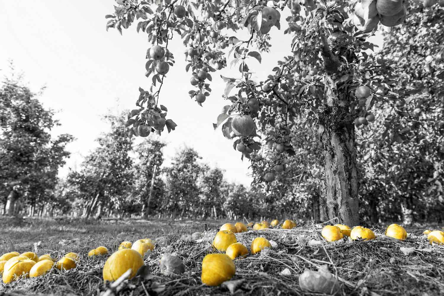 frutti