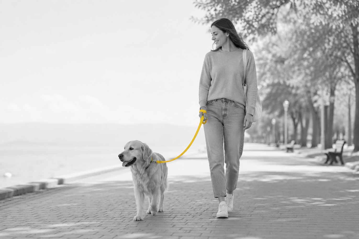 Pet economy